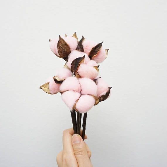 Dried Cotton Stems