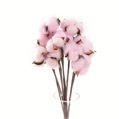 Dried Cotton Stems