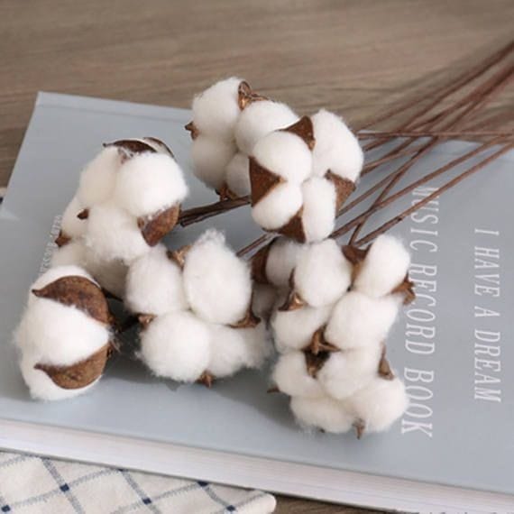 Dried Cotton Stems