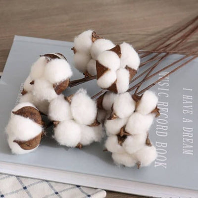 Dried Cotton Stems
