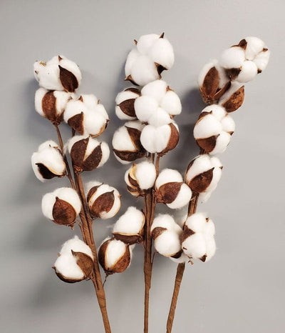 Dried Cotton Stems